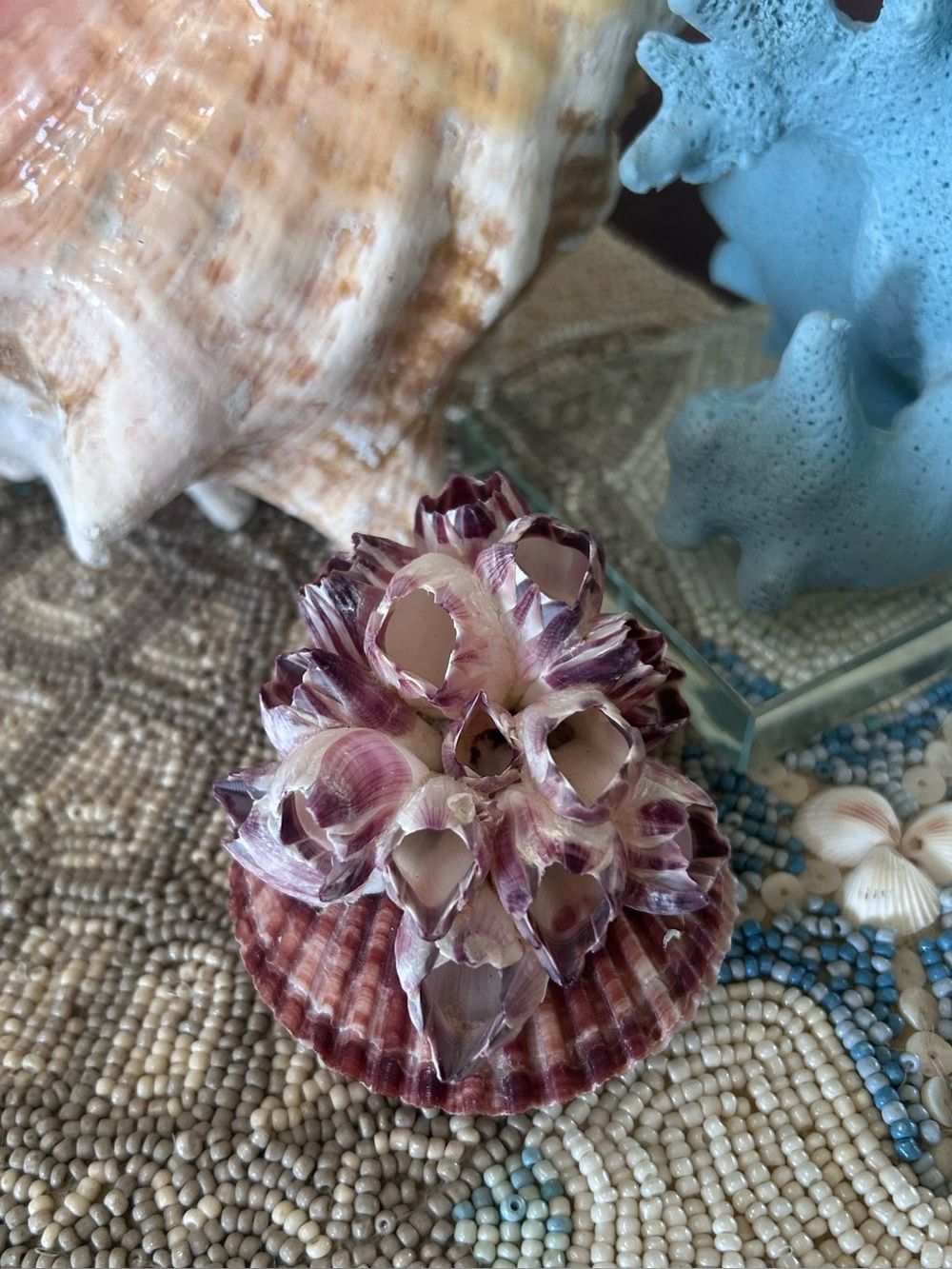 Natural Purple Barnacle Cluster on Scallop Shell - Picture 5 of 9